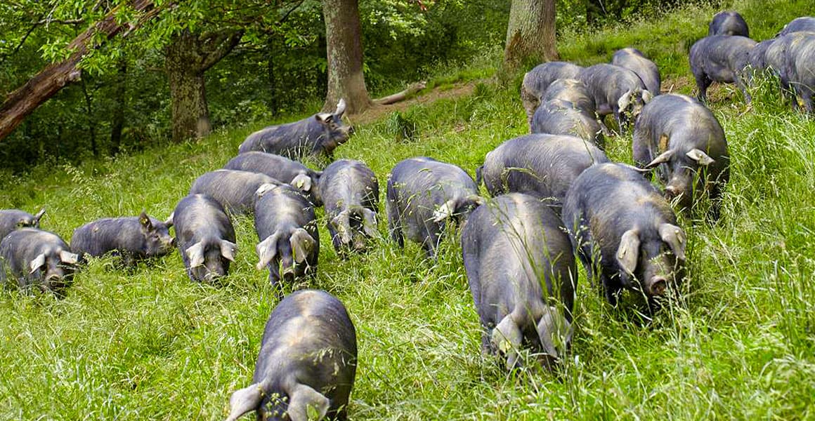ノワール・ド・ビゴール豚 フランス産黒豚
