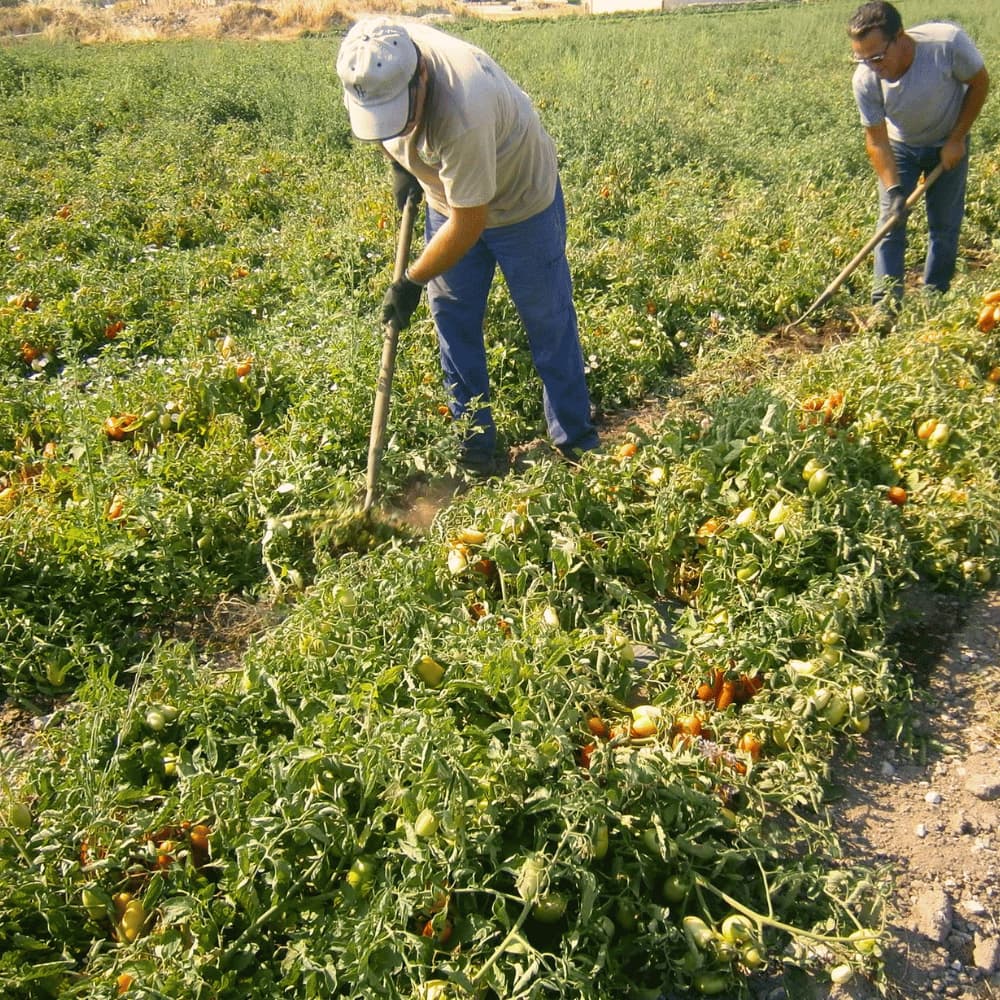 パオロ・ペトリッリ 有機栽培ホールトマト