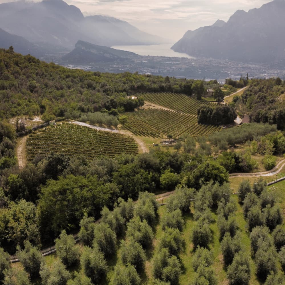 ウリデア 有機黒オリーブパウダー Agraria Riva del Garda