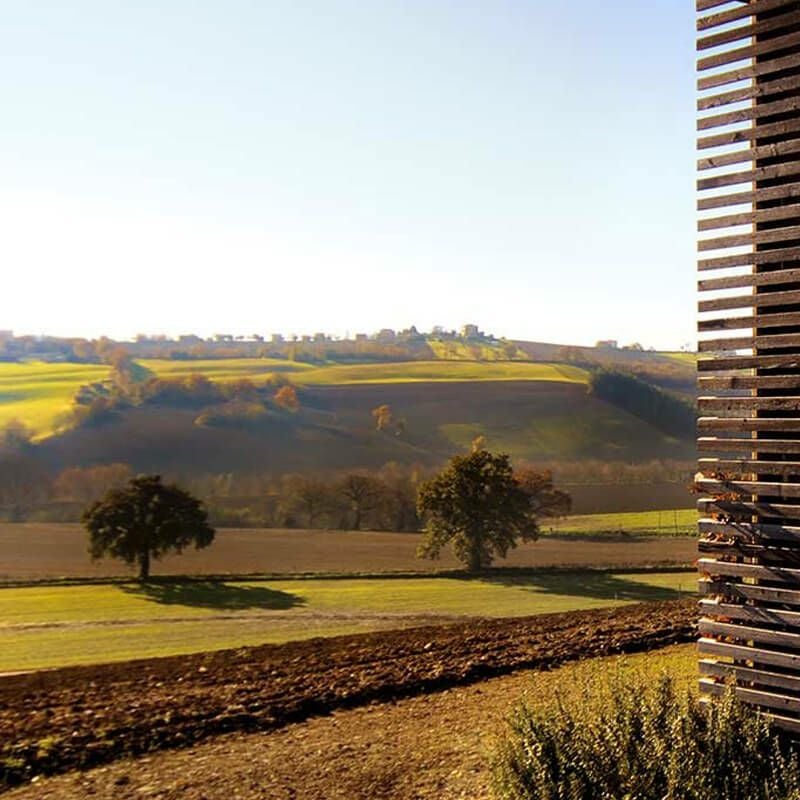 自家農園で小麦を育てている