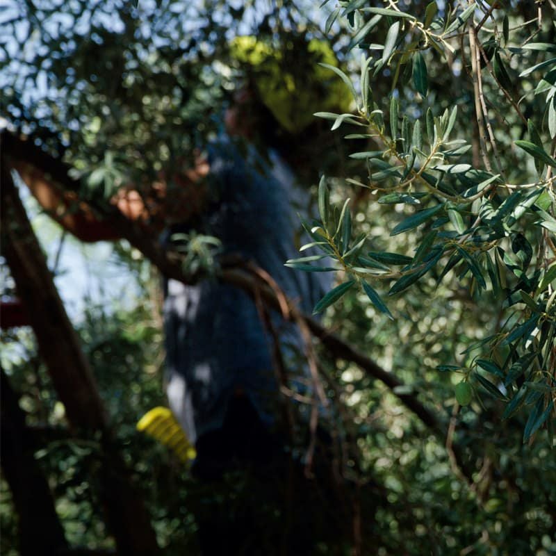 Frantoi Cutrera クトレラ プリモ DOP スプレー シチリア産オーガニック エキストラバージンオリーブオイル 250ml