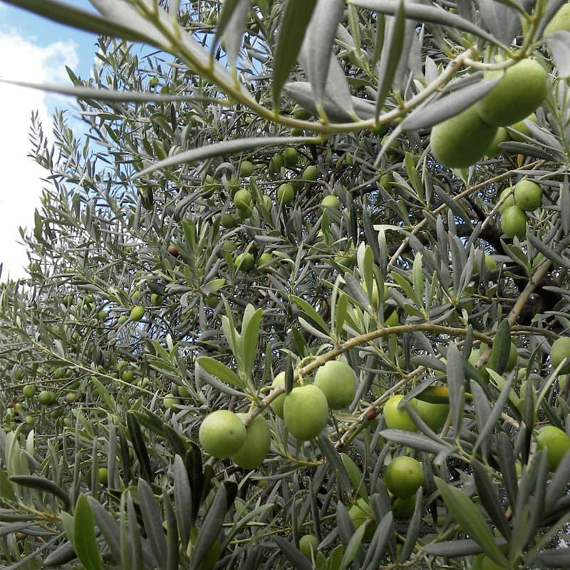 Frantoi Cutrera クトレラ プリモ DOP スプレー シチリア産オーガニック エキストラバージンオリーブオイル 250ml