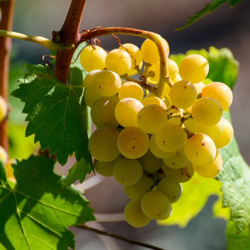 有機ホワイトバルサミコ｜レ・モデナ（ReModena）250ml