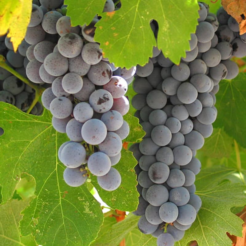 バルサミコ酢 モデナIGP｜レ・モデナ（ReModena）250ml