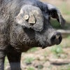 ノワール・ド・ビゴール豚 フランス産黒豚 Le Noir de Bigorre