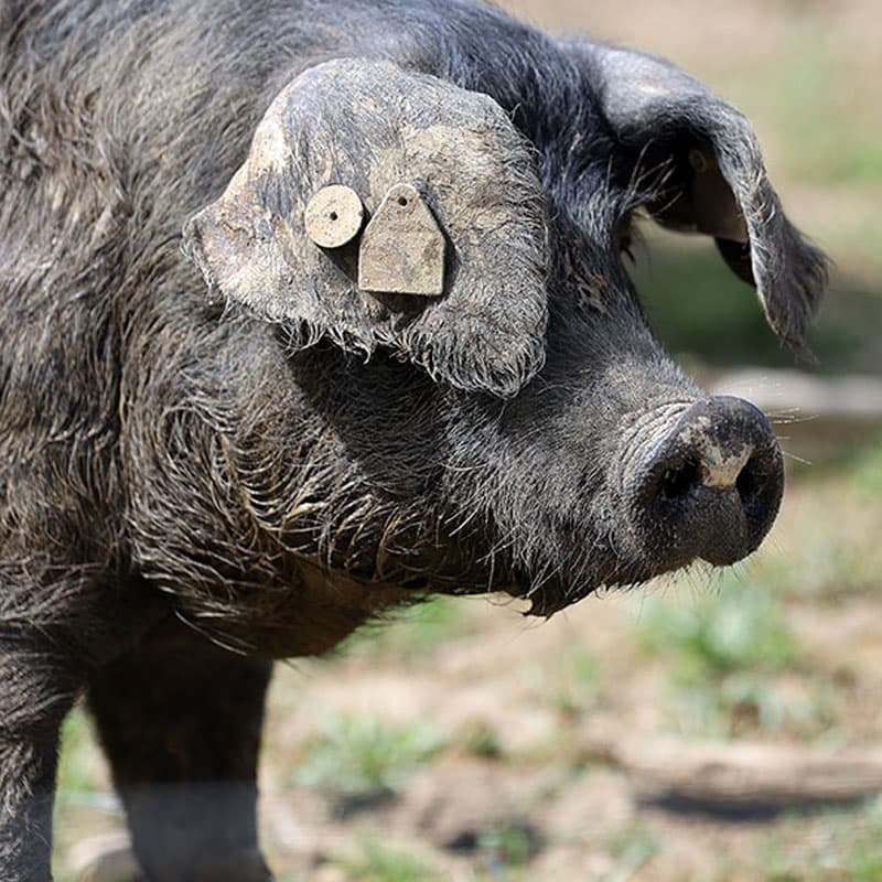 ノワール・ド・ビゴール豚 フランス産黒豚 Le Noir de Bigorre