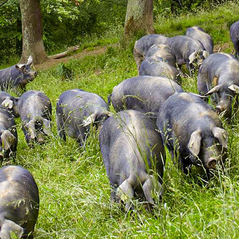 ノワール・ド・ビゴール豚 フランス産黒豚 Le Noir de Bigorre