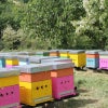 ミエリツィア 有機オレンジはちみつ 250g イタリア産オーガニック蜂蜜
