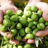 収穫したばかりの緑色のオリーブの実を両手ですくい上げたところ