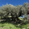 石積みの段に立つ、幹が太く枝を広げた樹齢の高いオリーブの木