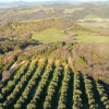 丘の斜面に列をなして並ぶオリーブの木々と、その先に広がるチニジャーノの田園風景を上空から望む