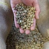 麻袋から手ですくった焙煎前のコーヒー生豆