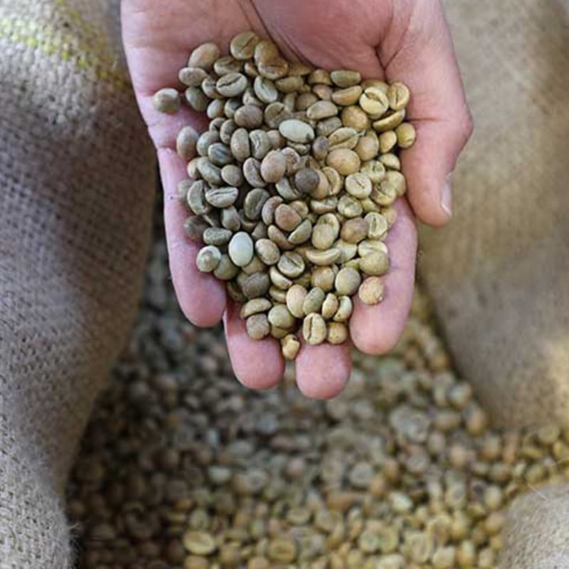 麻袋から手ですくった焙煎前のコーヒー生豆