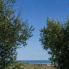 オリーブの木々の間から青い海を望む風景